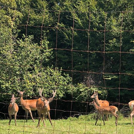 Farmhouse Lipoglav Loče pri Poljčanah Zewnętrze zdjęcie