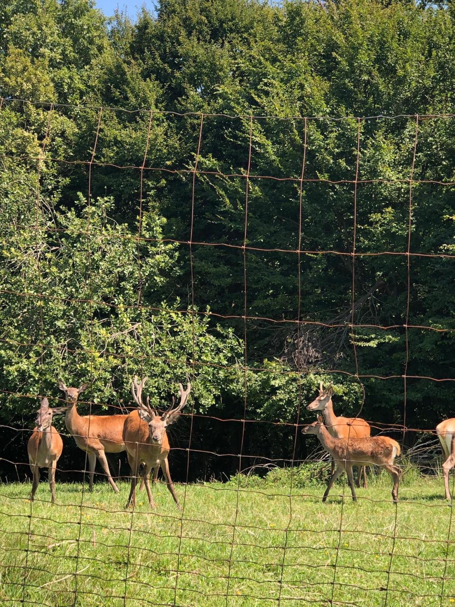 Farmhouse Lipoglav Loče pri Poljčanah Zewnętrze zdjęcie
